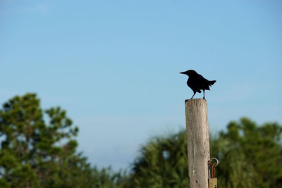 Low angle view of bird perching on wooden post