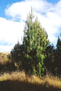 Plants growing on field against sky