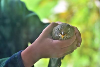 Close-up of hand holding small bird