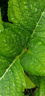 Full frame shot of raindrops on leaves