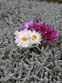 Close-up of flowers blooming outdoors