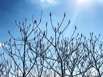 Low angle view of bare tree against sky