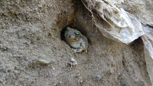 Full frame shot of toad in sand