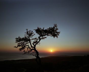 Silhouette tree against sky during sunset