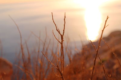 Close-up of plants during sunset