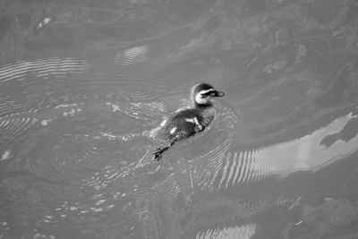 High angle view of duckling swimming in lake