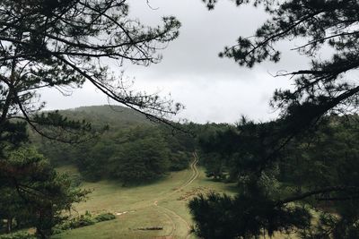 Scenic view of trees on a hill against sky