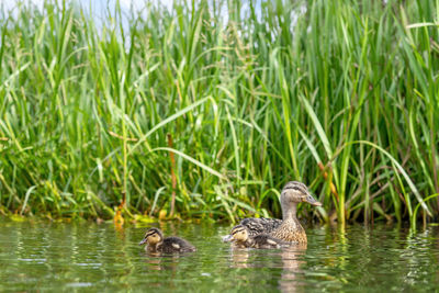 Duck with two cute ducklings swimming the a pond with green rushes in the background
