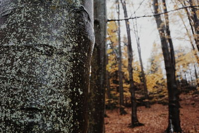 Close-up of tree trunk in forest