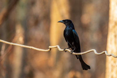 Close-up of bird perching on branch