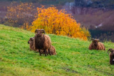 Sheep in a field