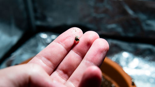 Close-up of hand holding seed