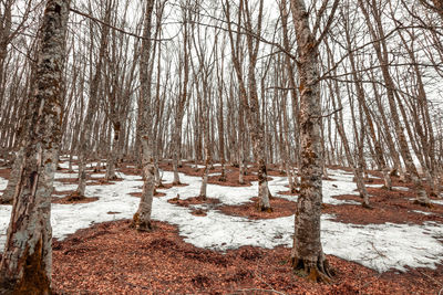 Bare trees on snow covered land