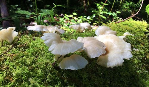 High angle view of white flowers