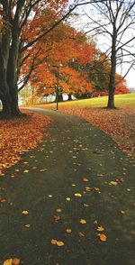 Autumn trees in park