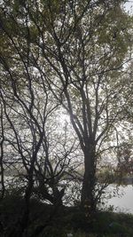 Low angle view of trees in forest