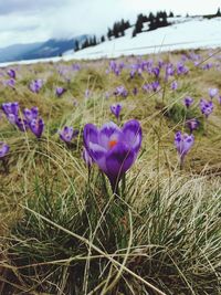 Close-up of purple crocus flowers blooming on field