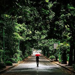 Rear view of man walking on road amidst trees