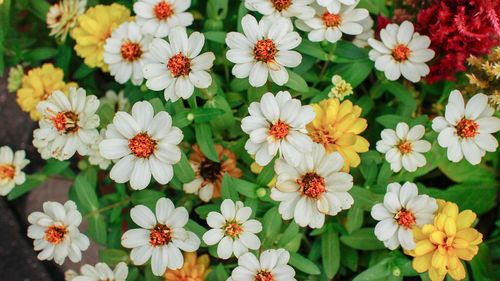 High angle view of flowers blooming outdoors