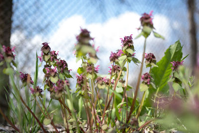 Close-up of purple flowering plants on field