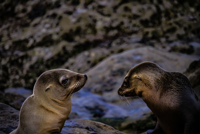 Close-up of a reptile looking away