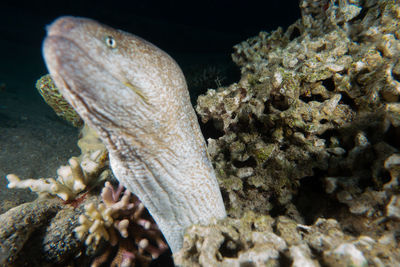 Close-up of fish in sea