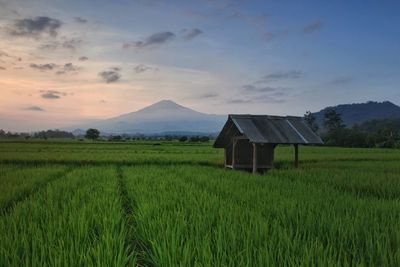 Scenic view of agricultural field against sky