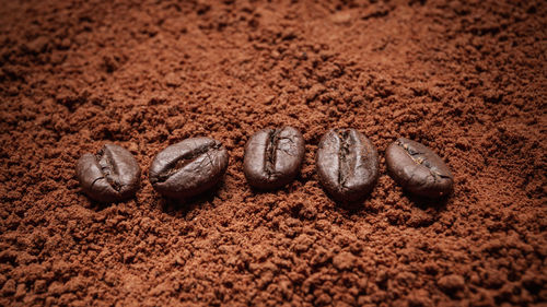 Close-up of coffee beans