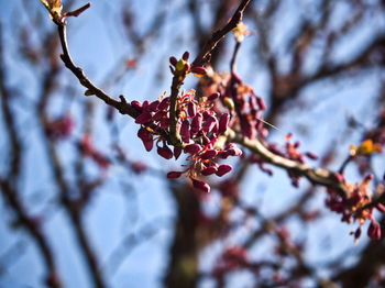 Low angle view of cherry blossoms in spring