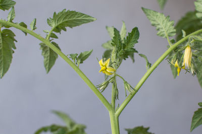 Close-up of insect on yellow flower