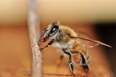 Close-up of insect