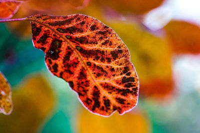 Close-up of orange leaf