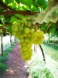 Close-up of grapes growing in vineyard