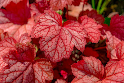 Close-up of red flowering plant leaves