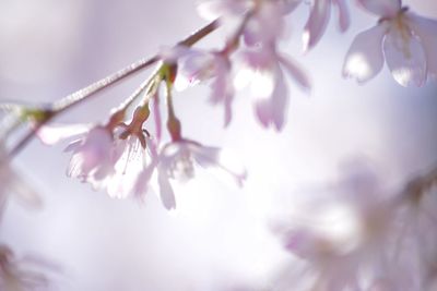 Close-up of pink flowers blooming