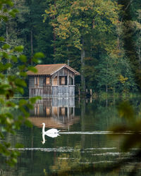 Bird on a lake