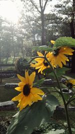 Yellow flowers blooming in park