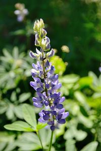 Close-up of purple flowering plant