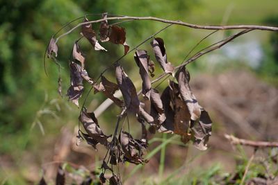 Close-up of dry leaves on field