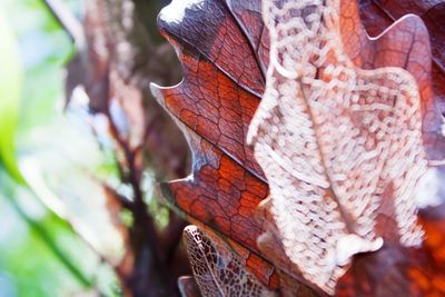 Close-up of lizard on tree