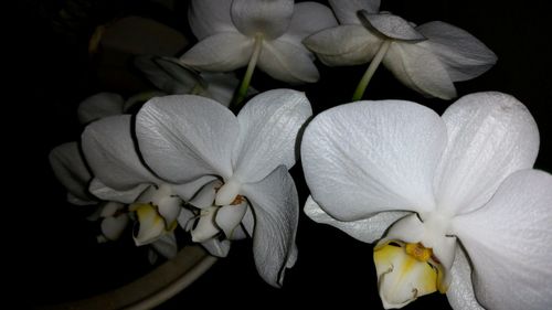 Close-up of white flowers