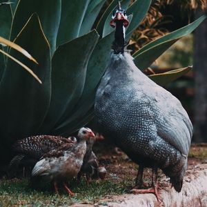 Close-up of rooster