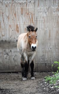 Portrait of horse standing against wall