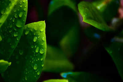 Close-up of raindrops on leaves