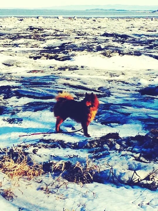 domestic animals, animal themes, pets, dog, one animal, mammal, snow, winter, cold temperature, full length, season, field, standing, water, nature, pet collar, vertebrate, weather, outdoors, side view