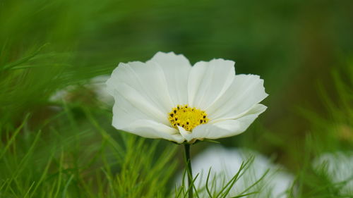 Close-up of white flower blooming outdoors