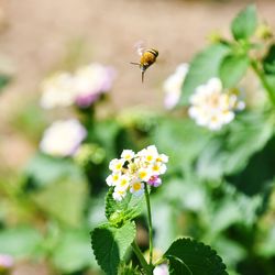 Close-up of bee on flower