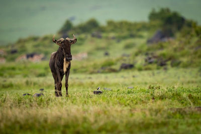 Wildebeest standing on grassy field