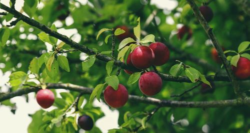 Close-up of berries growing on tree