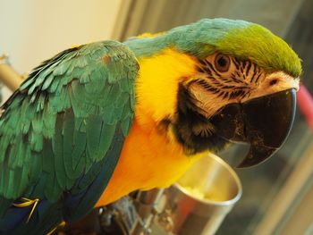 Close-up of a parrot perching